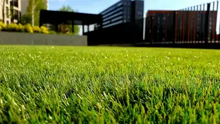 A generic stock close-up of green grass blades