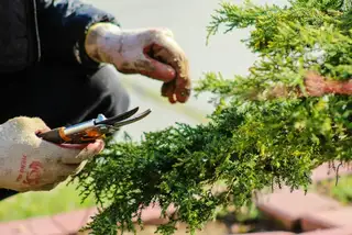 Shears pruning a shrub, seen up close